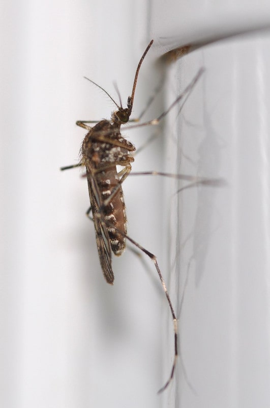 Culiseta_annulata_mosquito