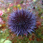 Sea Urchin