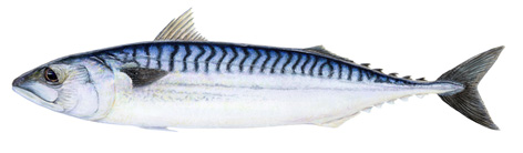 Mackerel fauna