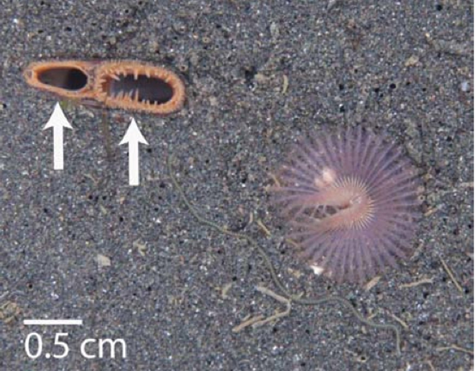 Ocean quahog breathing