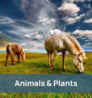 Quick Facts - Animals & Plants