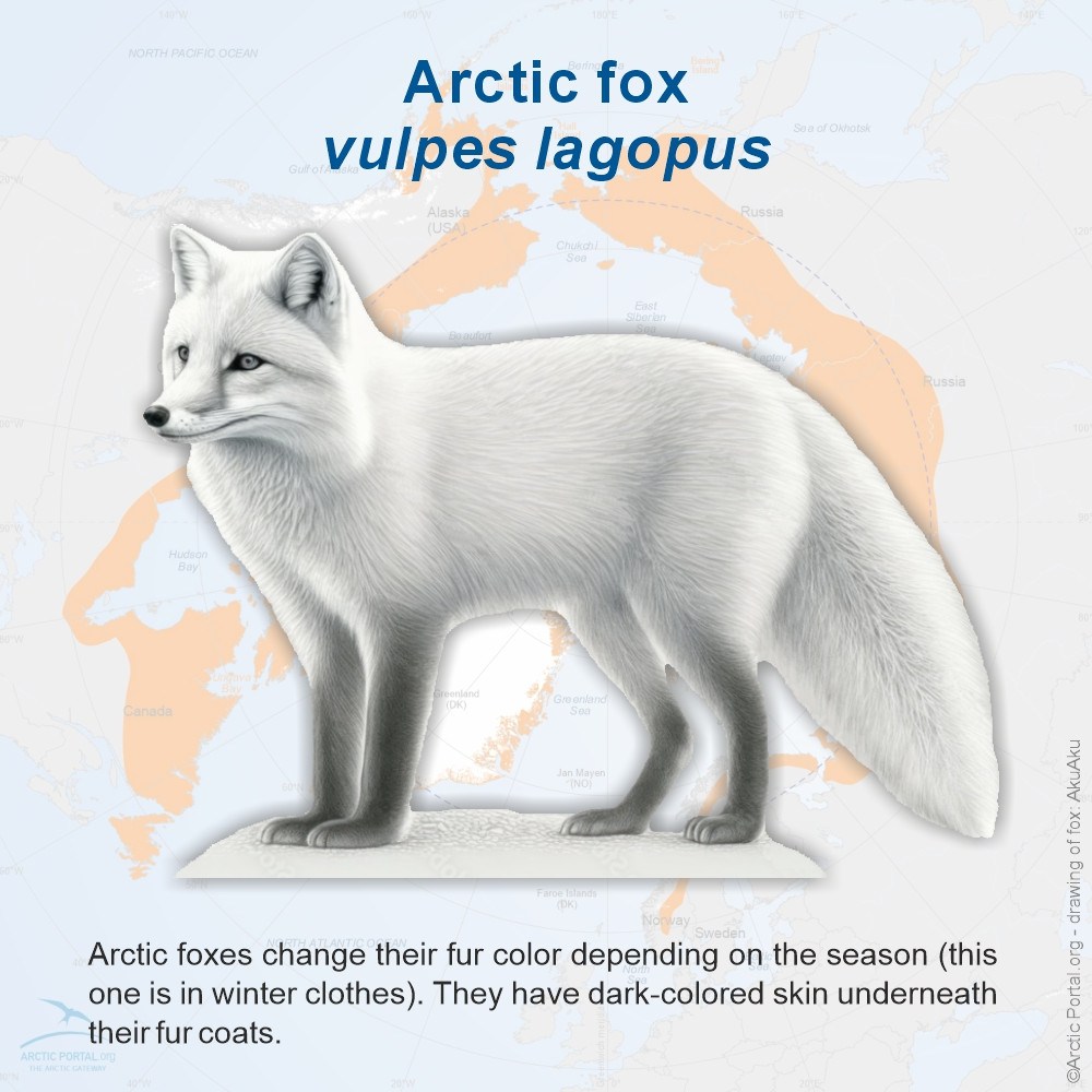 Arctic Fox (Vulpes Lagopus)