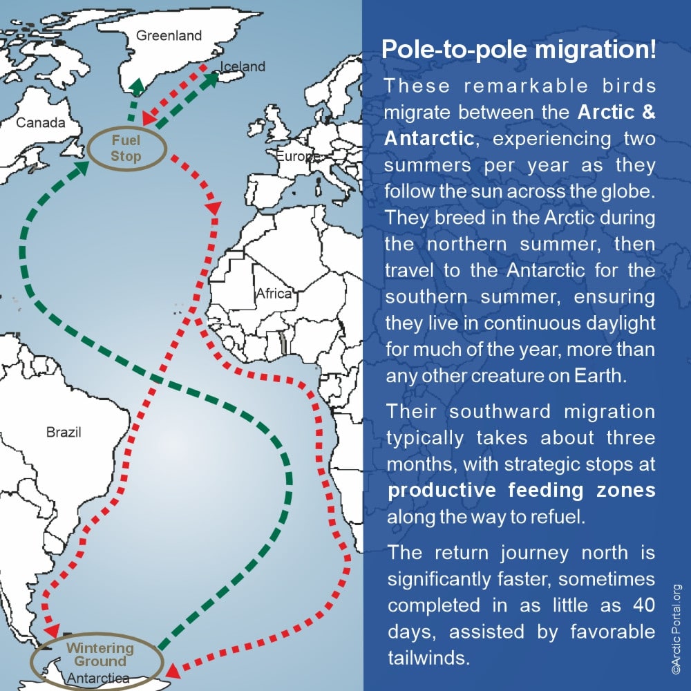 Arctic Tern - Migration - Quick Facts