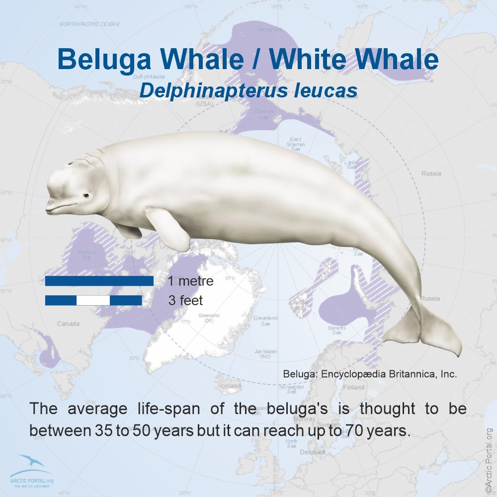 Beluga whale (Delphinapterus leucas)