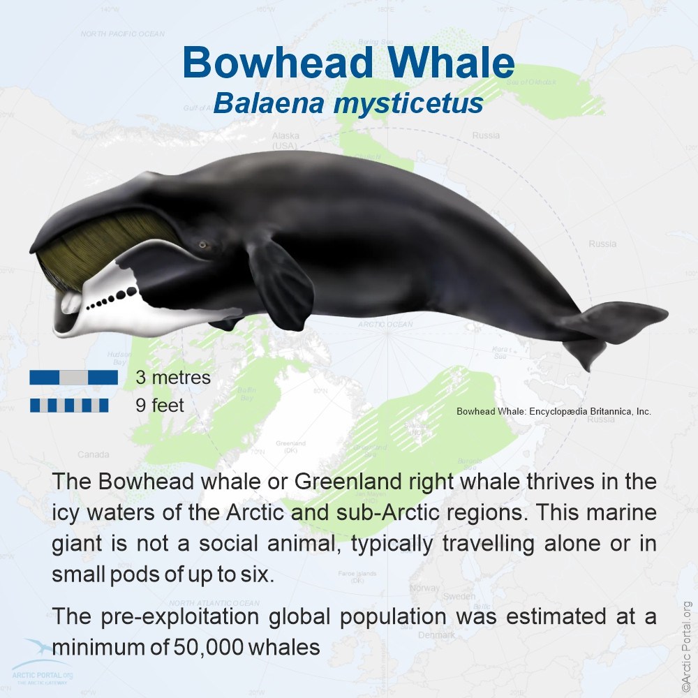 Bowhead whale&nbsp;(Balaena mysticetus)