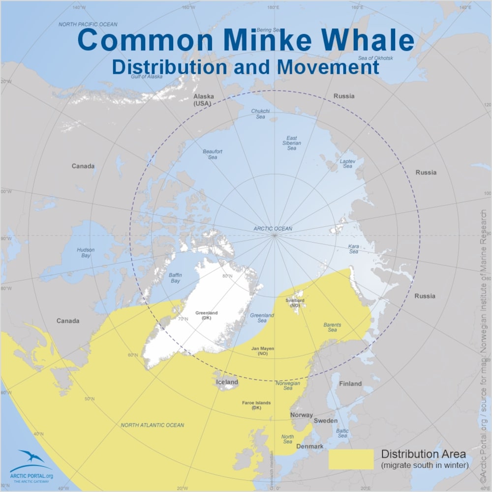 Common Minke Whale - World Map distribution and movement