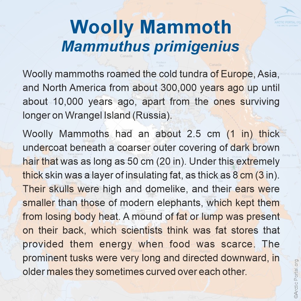 Wolly Mammoth (Mammuthus primigenius) - About