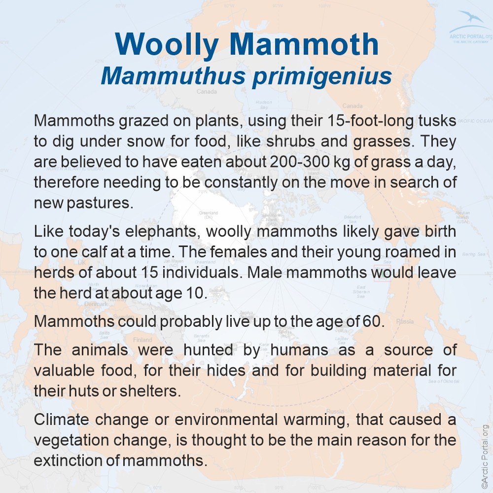 Wolly Mammoth (Mammuthus primigenius) - About
