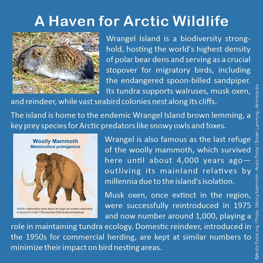 Wrangel Island - A Haven for Arctic Wildlife