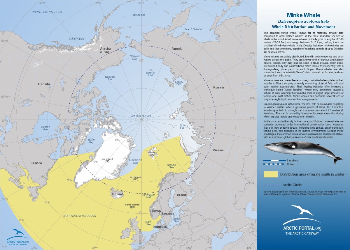 Arctic Portal Map - Common Minke Whale