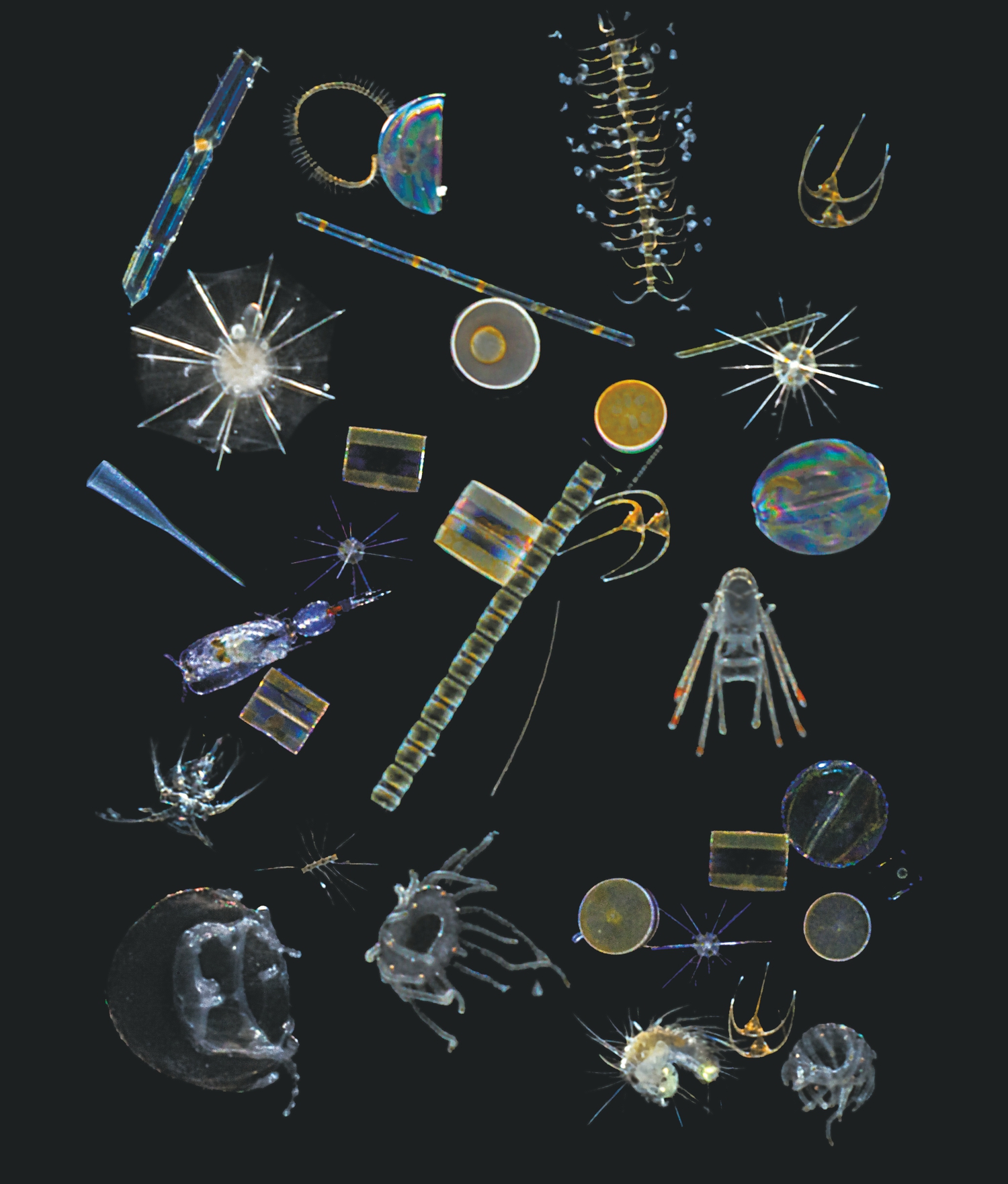 Plancton mix libre de droits pour utilisation non commerciale Christian Sardet Noé Sardet Chroniques du plancton Fondation Tara Océan cr