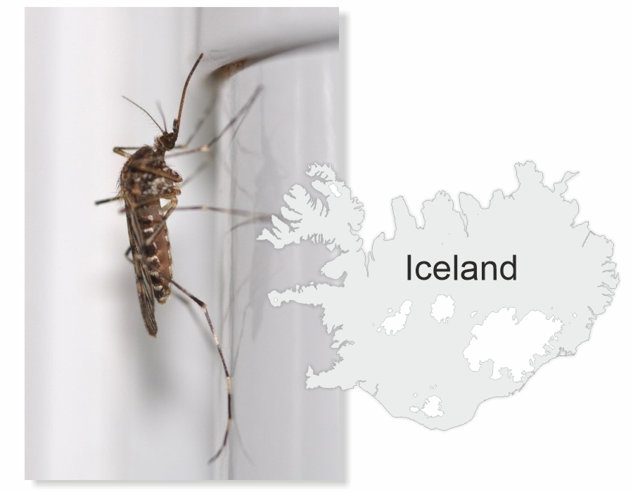 Culiseta_annulata_mosquito