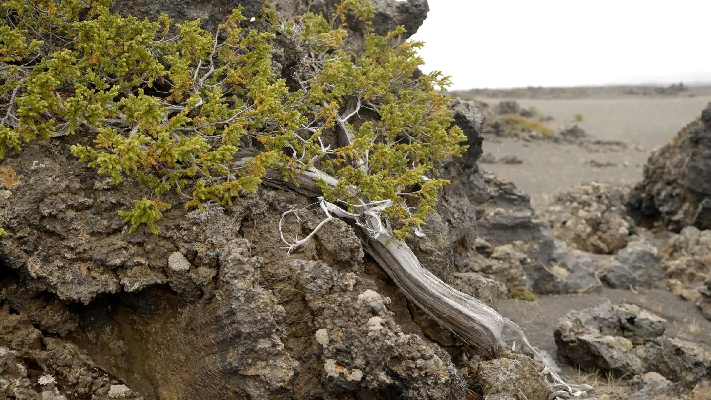 Icelandic Juniper RUV