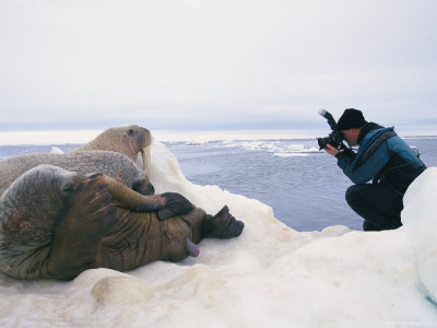 Paul Nicklen photographing three Atlantic walruses