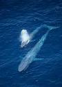 Blue whale