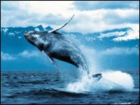 Whale jumping in the sea