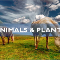 Animals and Plants