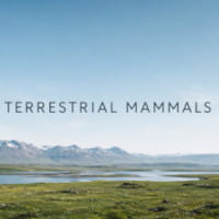 Terrestrial Mammals