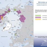 Wild Reindeer and Caribou