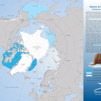 Atlantic & Pacific Walrus Distribution and Movement