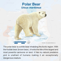 Polar Bear (Ursus maritimus)