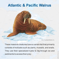 Atlantic & Pacific Walrus
